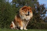 CHOW CHOW 428